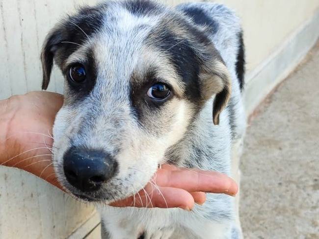 Adozione cane, maschio, Razza sconosciuta Razza sconosciuta, 3 mesi, taglia media, Bologna