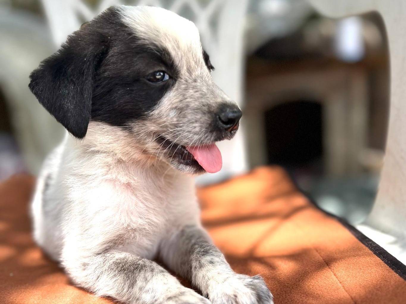 Adozione cane, maschio, Razza sconosciuta Razza sconosciuta, 1 mesi, taglia media contenuta, Alessandria