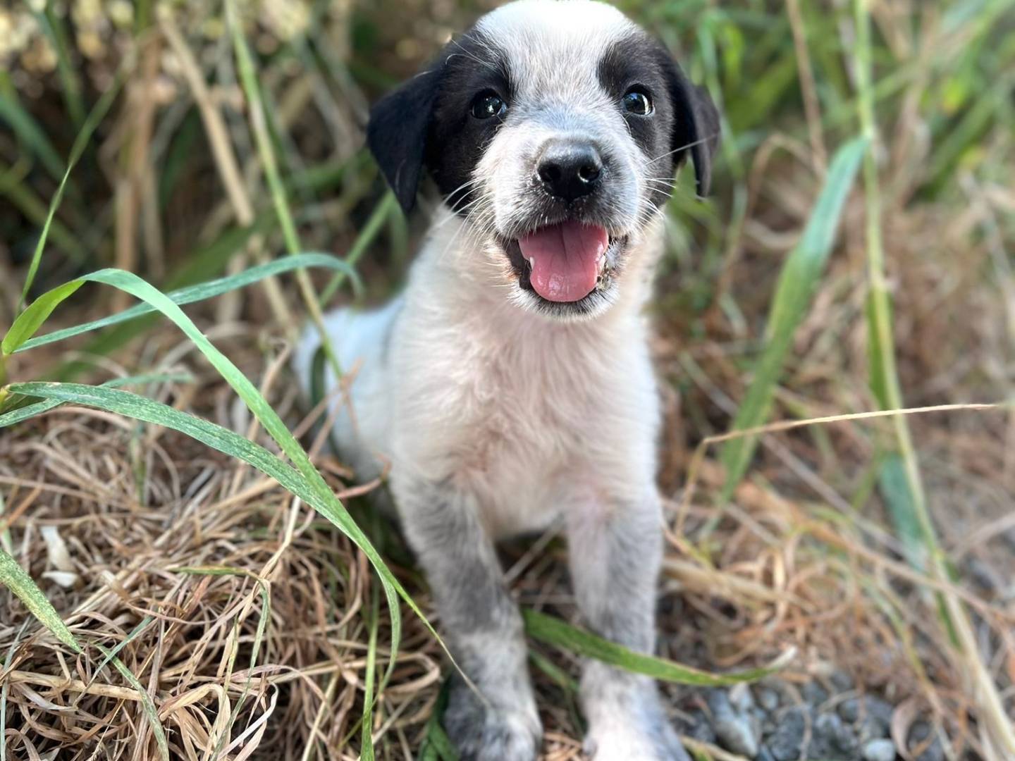 Adotta il cane Timoty a Alessandria