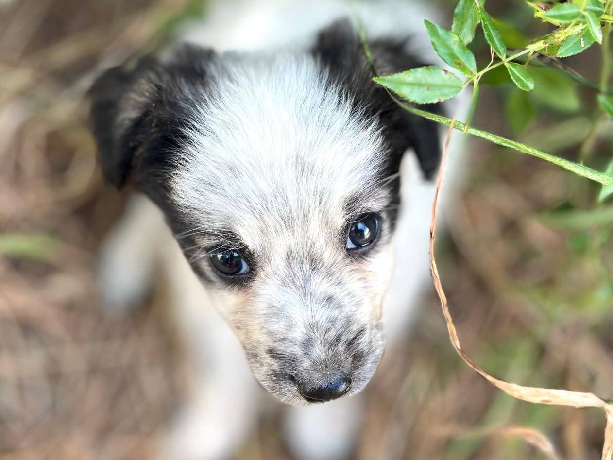 Adotta un cane, taglia media contenuta, femmina, Trento