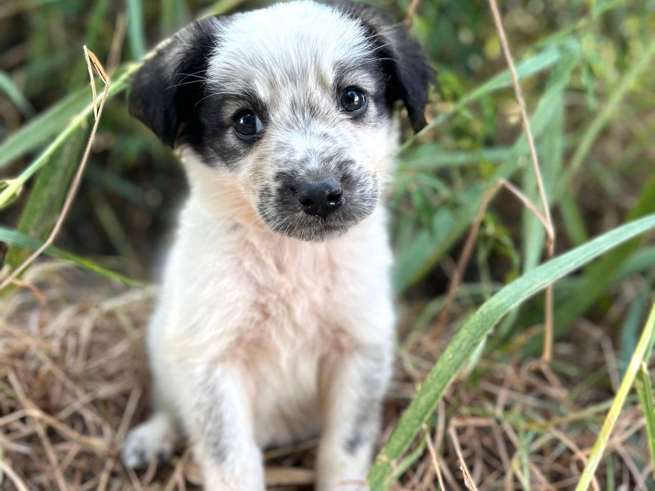 Adozione cane, femmina, Razza sconosciuta Razza sconosciuta, 1 settimana, taglia media contenuta, Trento