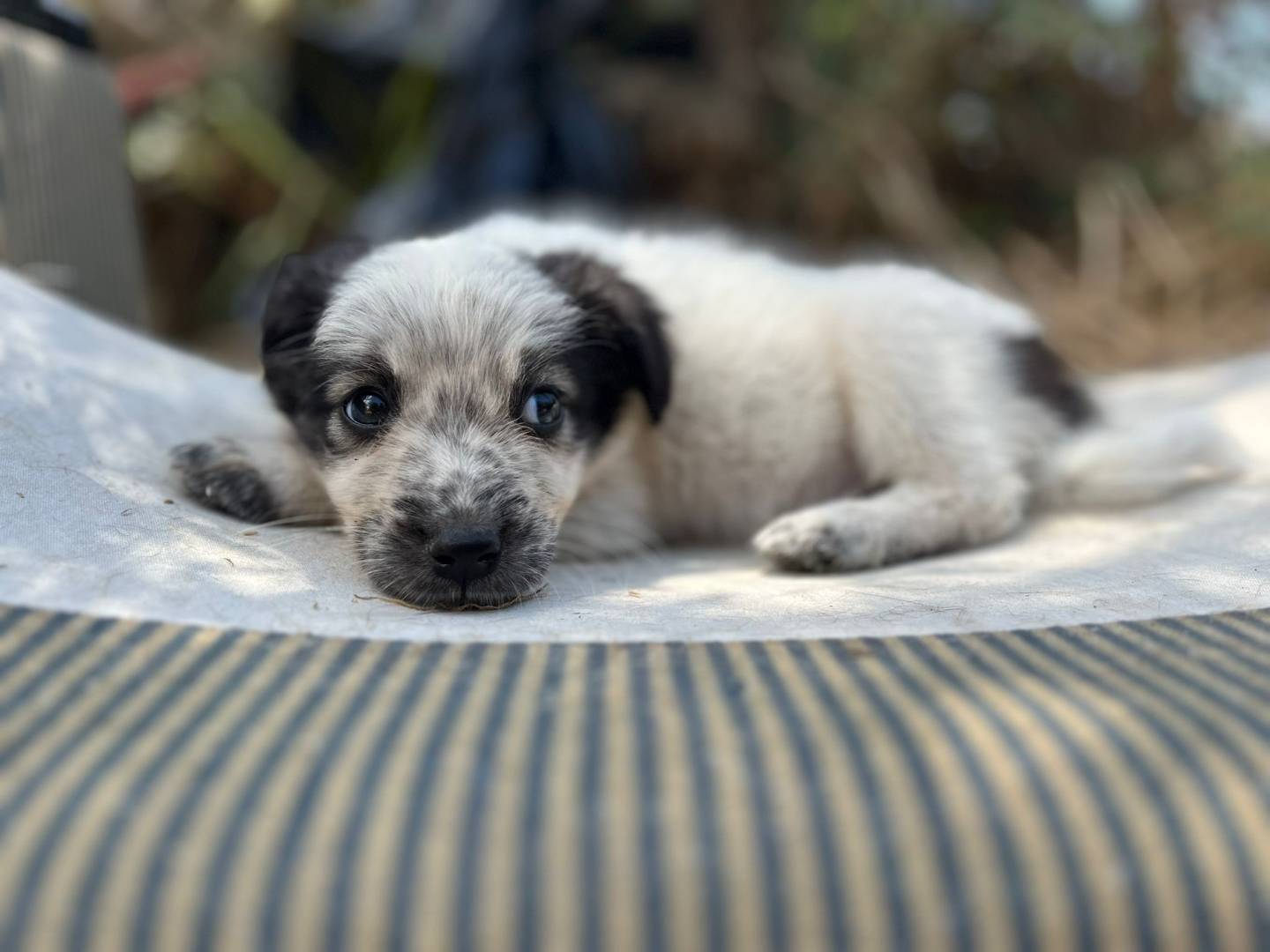 Vuoi adottare un cane a Trento?