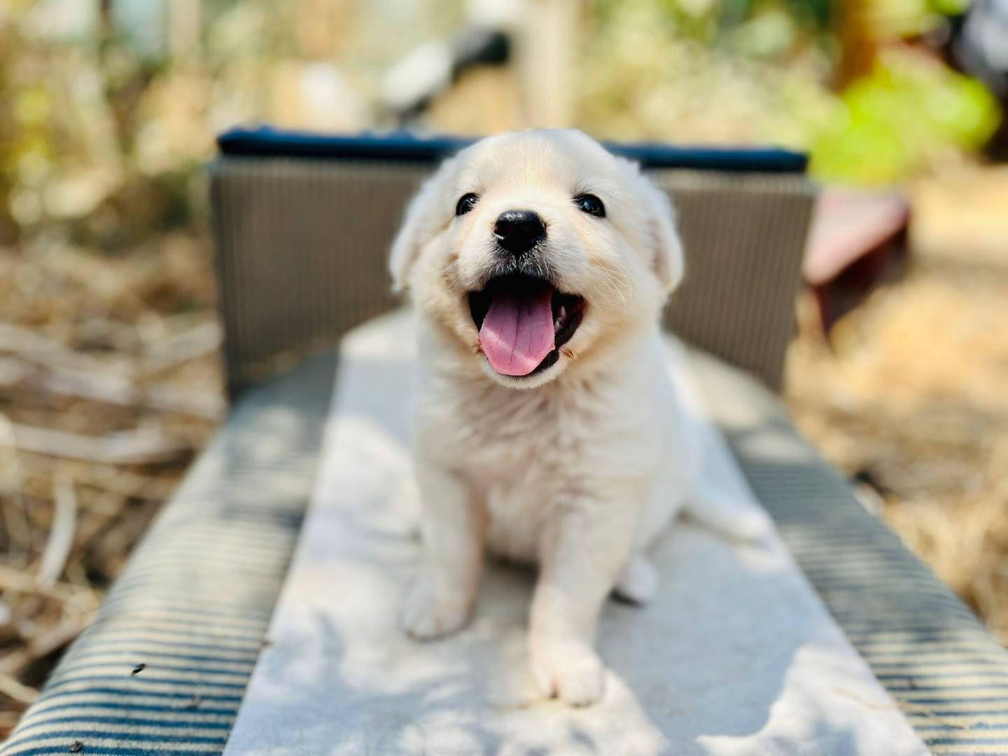 Adozione cane, maschio, Razza sconosciuta Razza sconosciuta, 1 mesi, taglia media contenuta, Como