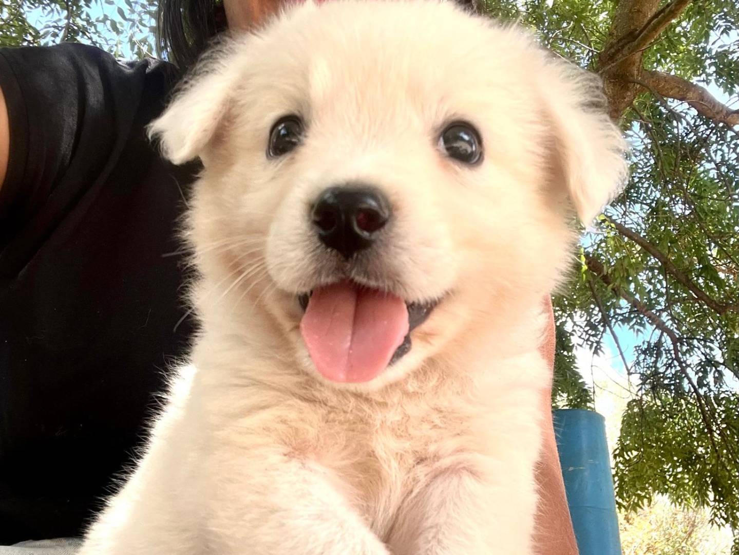 Adotta un cane, maschio, 1 mesi, Como
