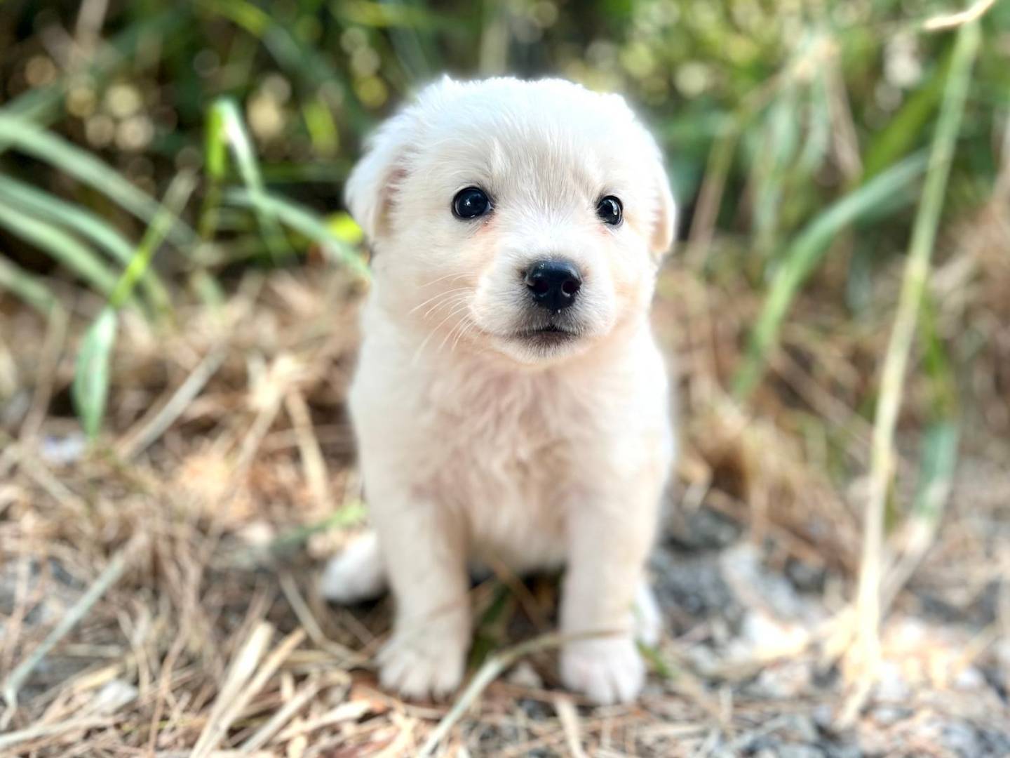Adotta un cane, taglia media contenuta, maschio, Como