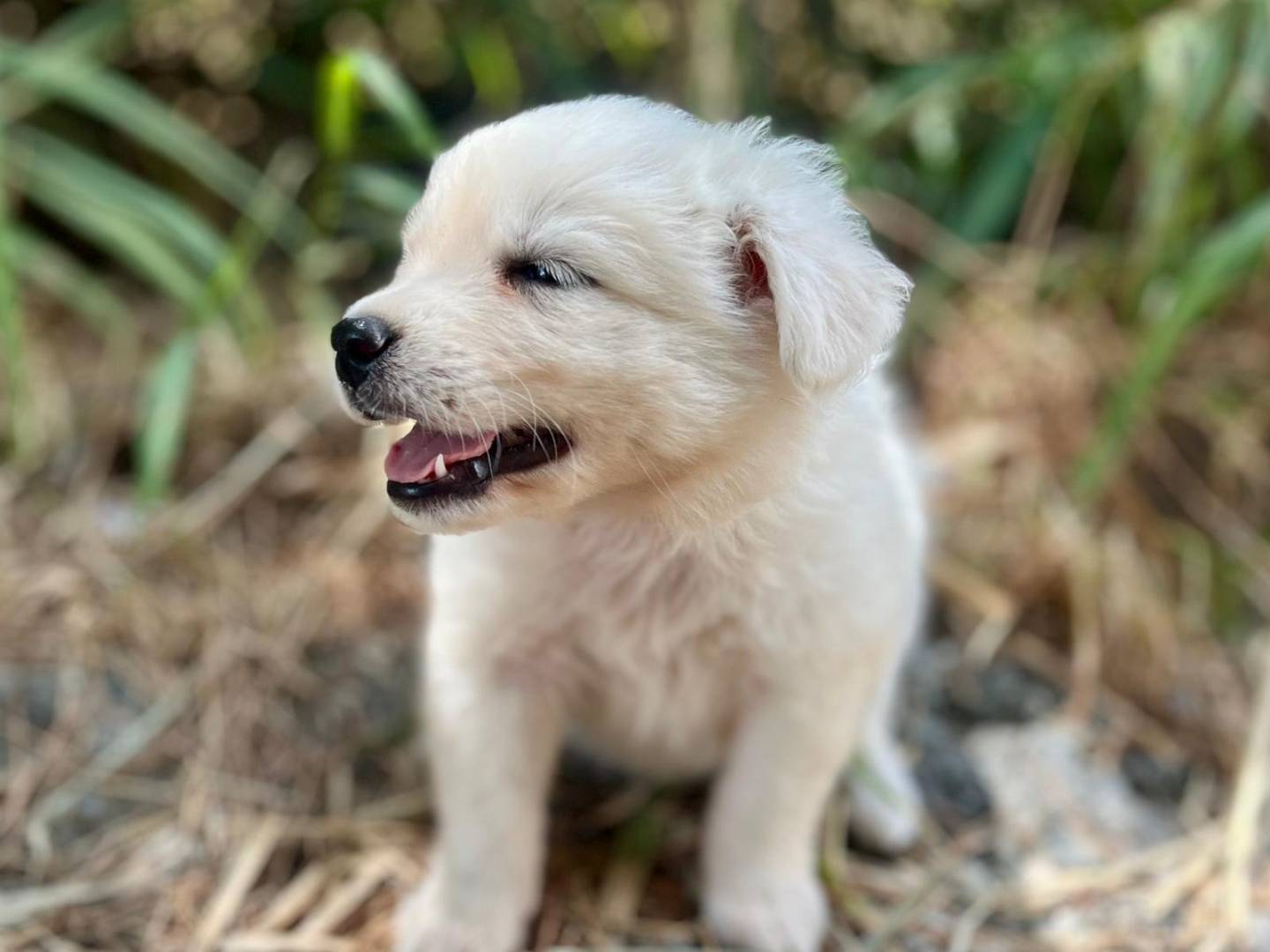 Vuoi adottare un cane a Como?