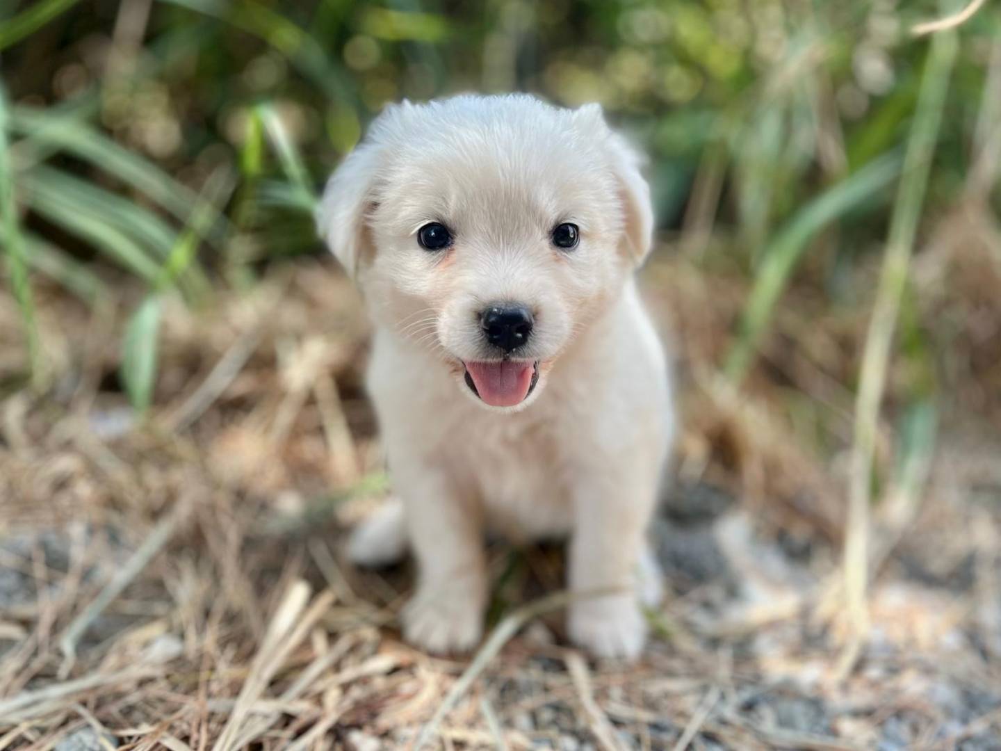 Adotta il cane Ice a Como