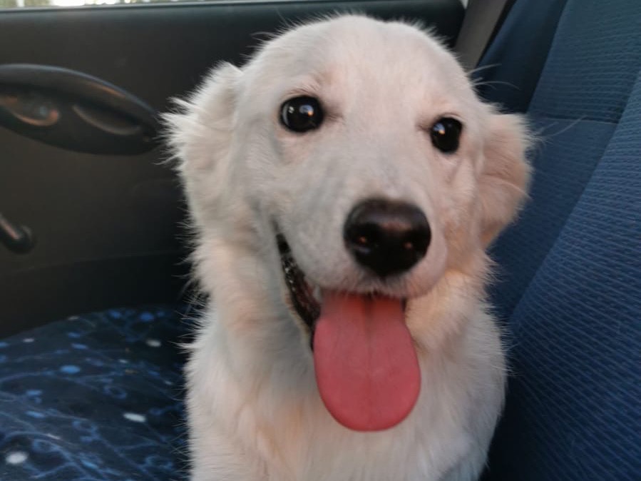 Adozione cane, femmina, Razza sconosciuta Razza sconosciuta, 8 mesi, taglia media, Bari