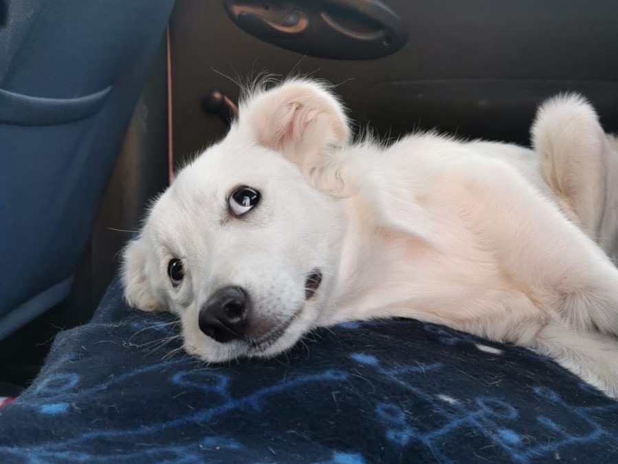 Adotta un cane, femmina, 8 mesi, Bari