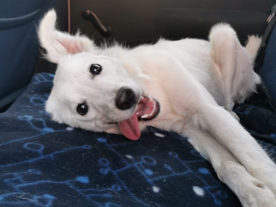 Adotta un cane, taglia media, femmina, Bari