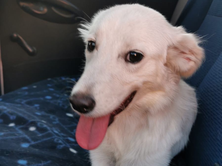 Vuoi adottare un cane a Bari?