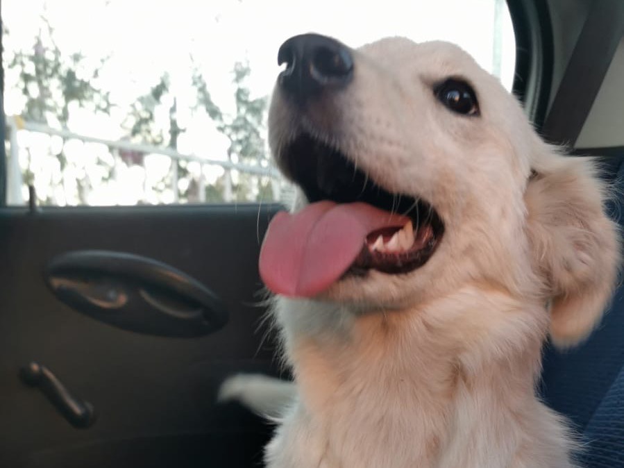 Adotta il cane Titti Annalisa a Bari