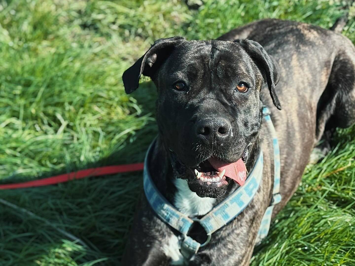 Adozione cane, femmina, Corso Razza sconosciuta, 2 anni e 1 mese, taglia gigante, Bologna