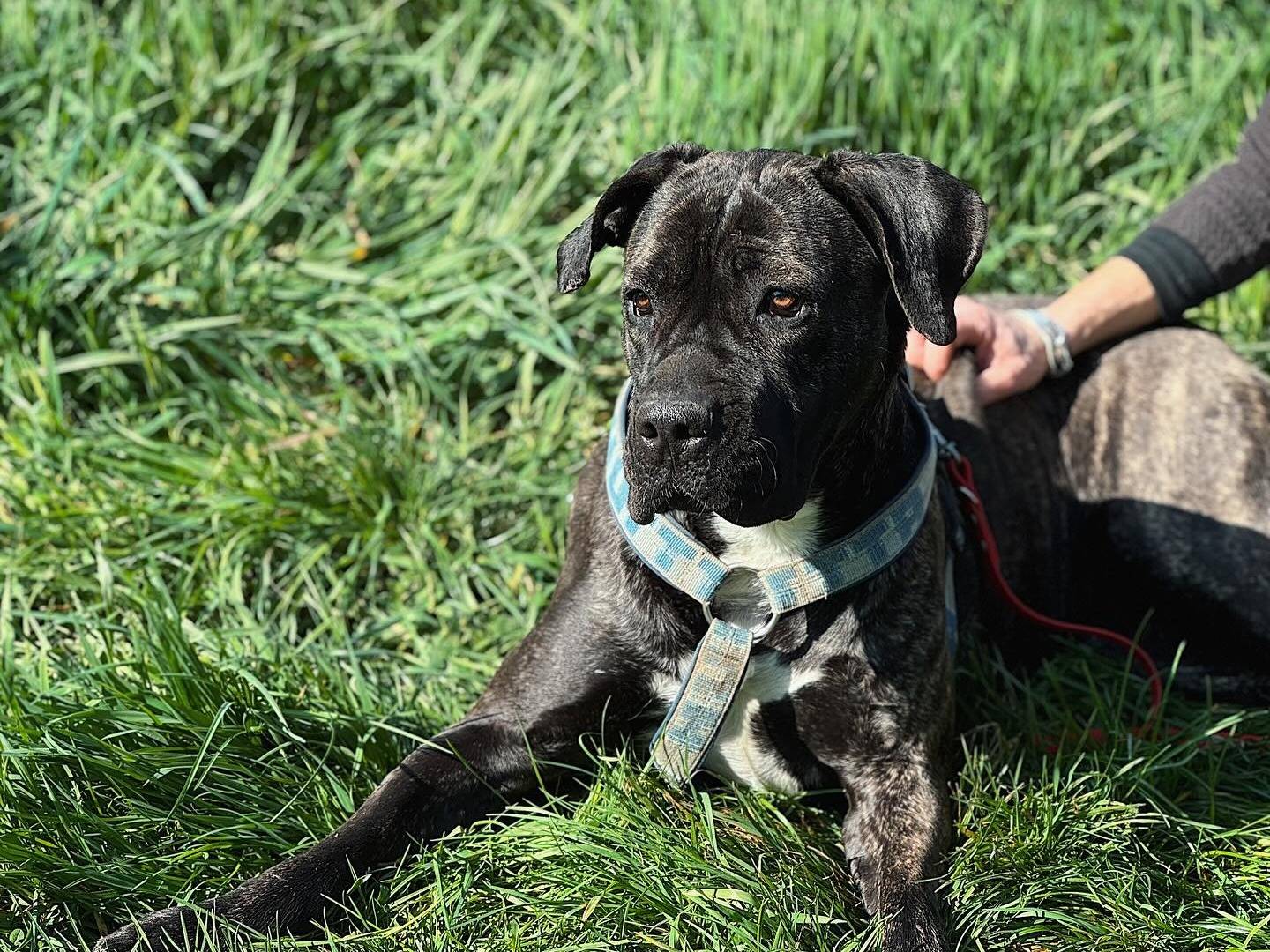 Adotta un cane, femmina, 2 anni e 1 mese, Bologna