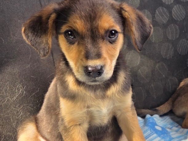 Adozione cane, maschio, Razza sconosciuta Razza sconosciuta, 1 mesi, taglia media, Bari