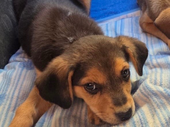 Adotta un cane, maschio, 1 mesi, Bari