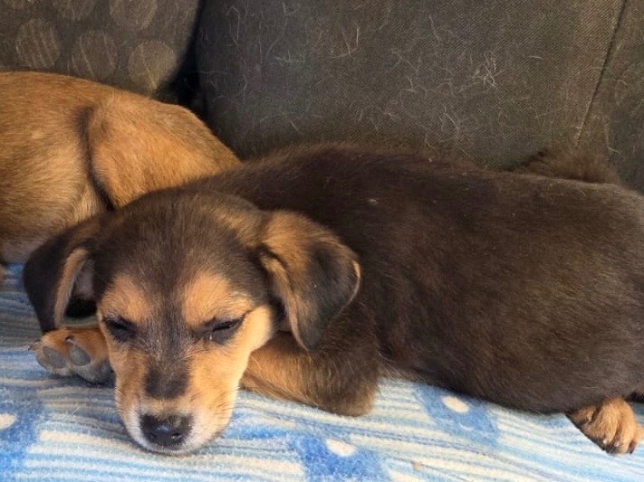 Adotta un cane, taglia media, maschio, Bari