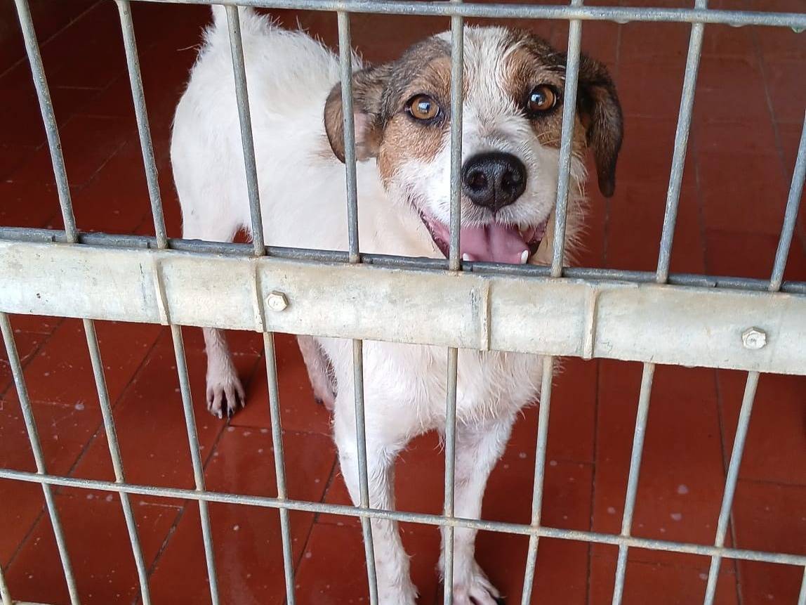 Adozione cane, maschio, Razza sconosciuta Razza sconosciuta, 3 anni e 2 mesi, taglia media contenuta, Milano