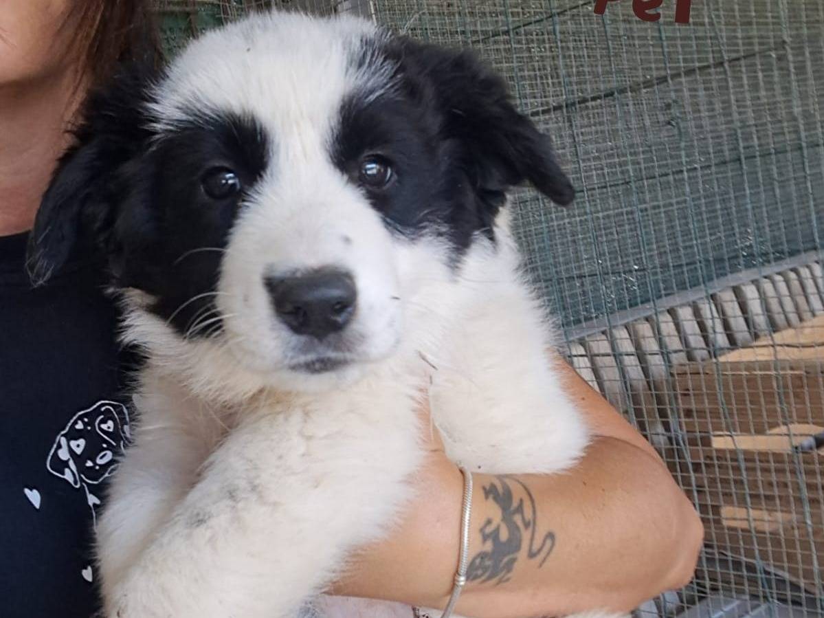 Adozione cane, femmina, Razza sconosciuta Razza sconosciuta, 3 mesi, taglia media, Venezia