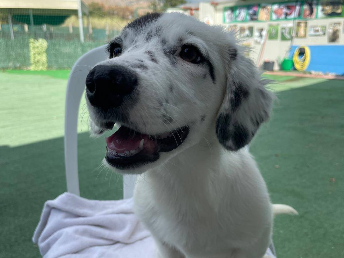 Adozione cane, maschio, Razza sconosciuta Razza sconosciuta, 8 mesi, taglia media contenuta, Cosenza