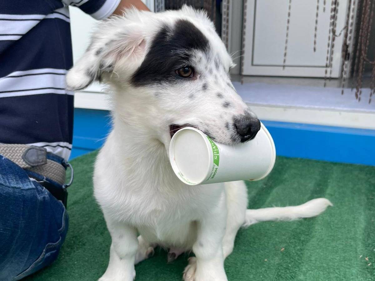 Adotta un cane, maschio, 8 mesi, Cosenza