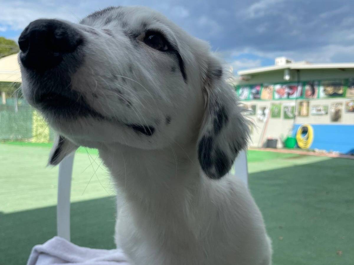 Vuoi adottare un cane a Cosenza?