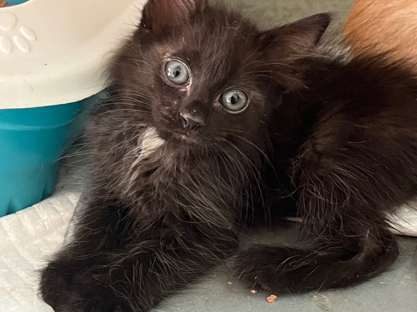 Adozione gatto, femmina, Razza sconosciuta Razza sconosciuta, 2 mesi, taglia non valida, Potenza
