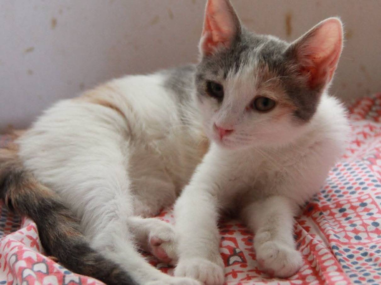 Adozione gatto, femmina, Razza sconosciuta Razza sconosciuta, 4 mesi, taglia non valida, Bari