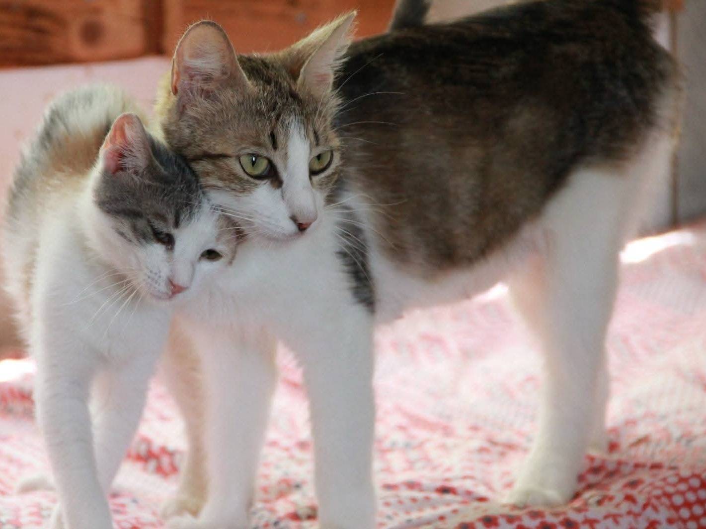 Adotta un gatto, femmina, 4 mesi, Bari