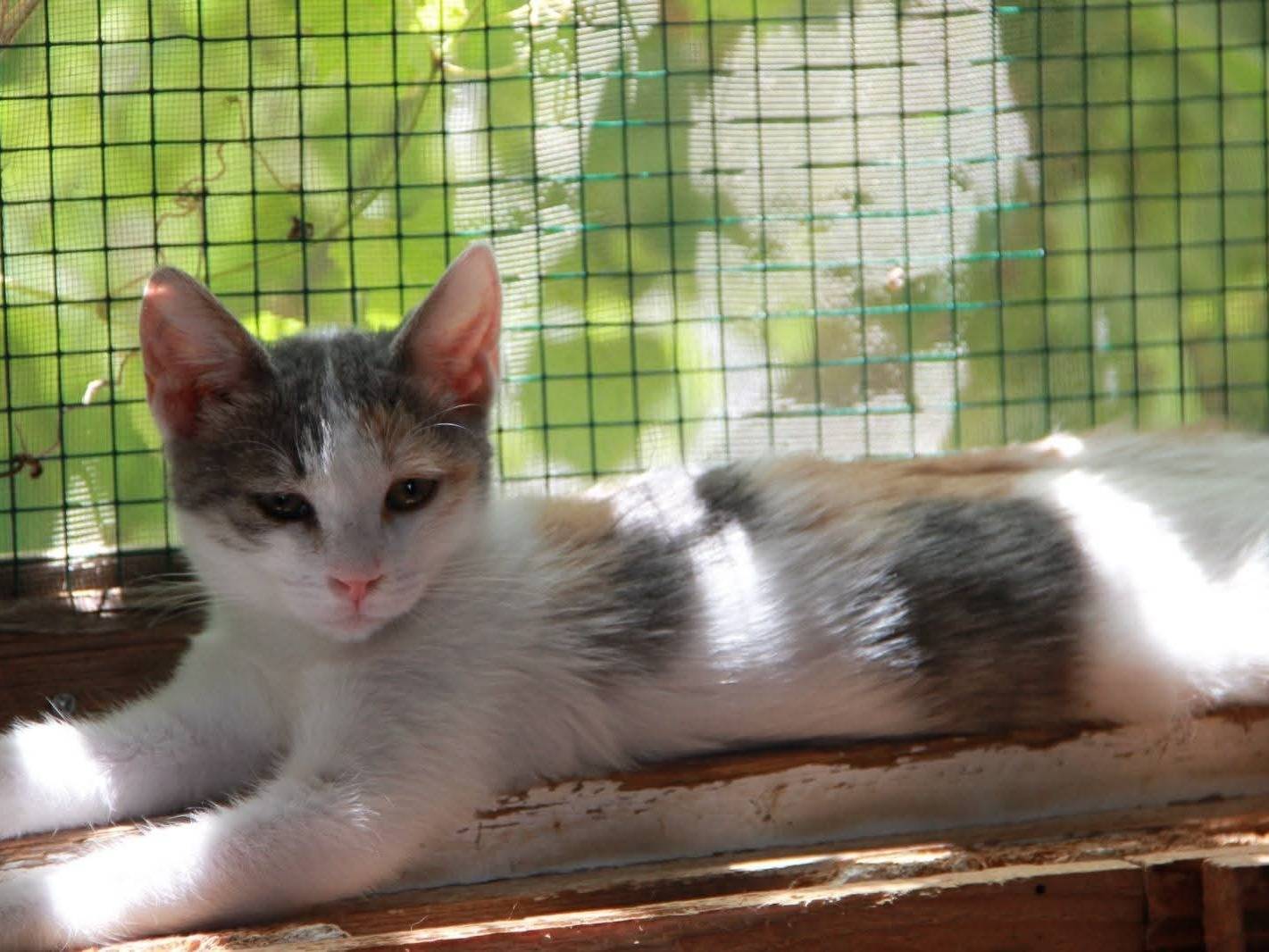 Adotta un gatto, taglia non valida, femmina, Bari