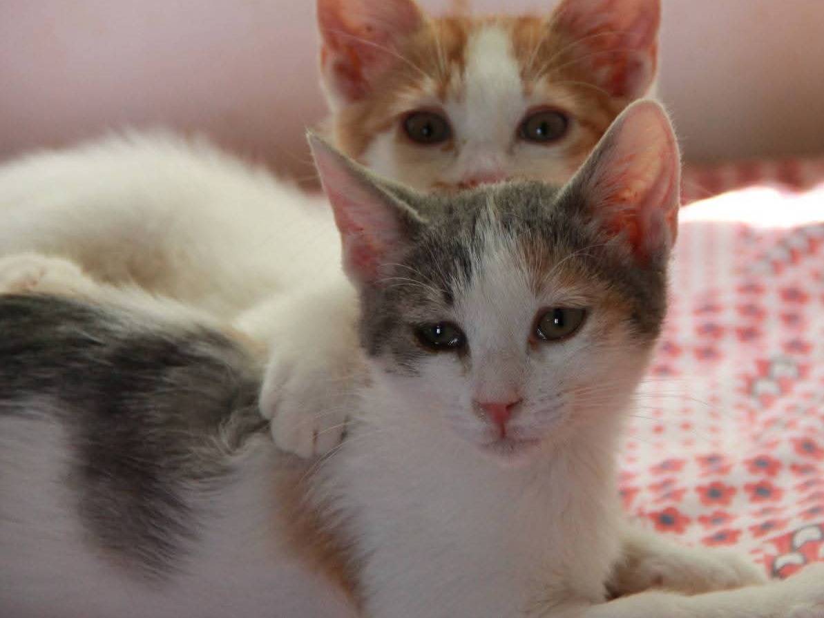 Vuoi adottare un gatto a Bari?