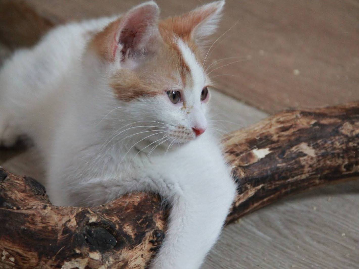 Vuoi adottare un gatto a Bari?
