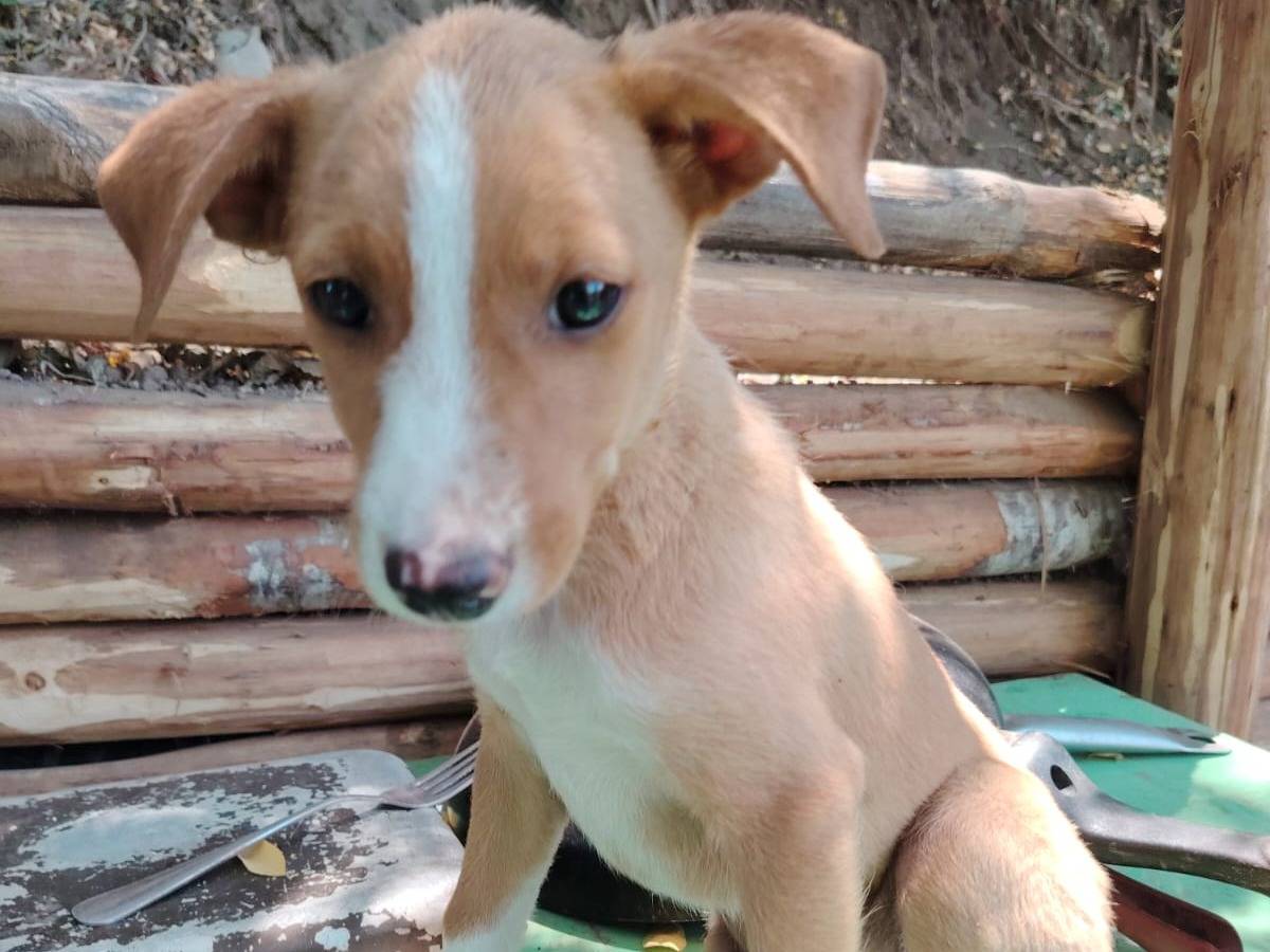 Adozione cane, maschio, Razza sconosciuta Razza sconosciuta, 2 mesi, taglia media, Potenza