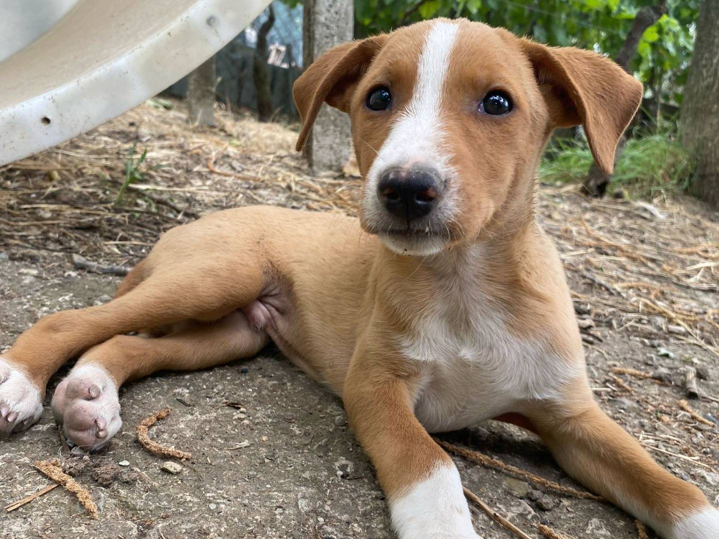 Adotta un cane, maschio, 2 mesi, Potenza