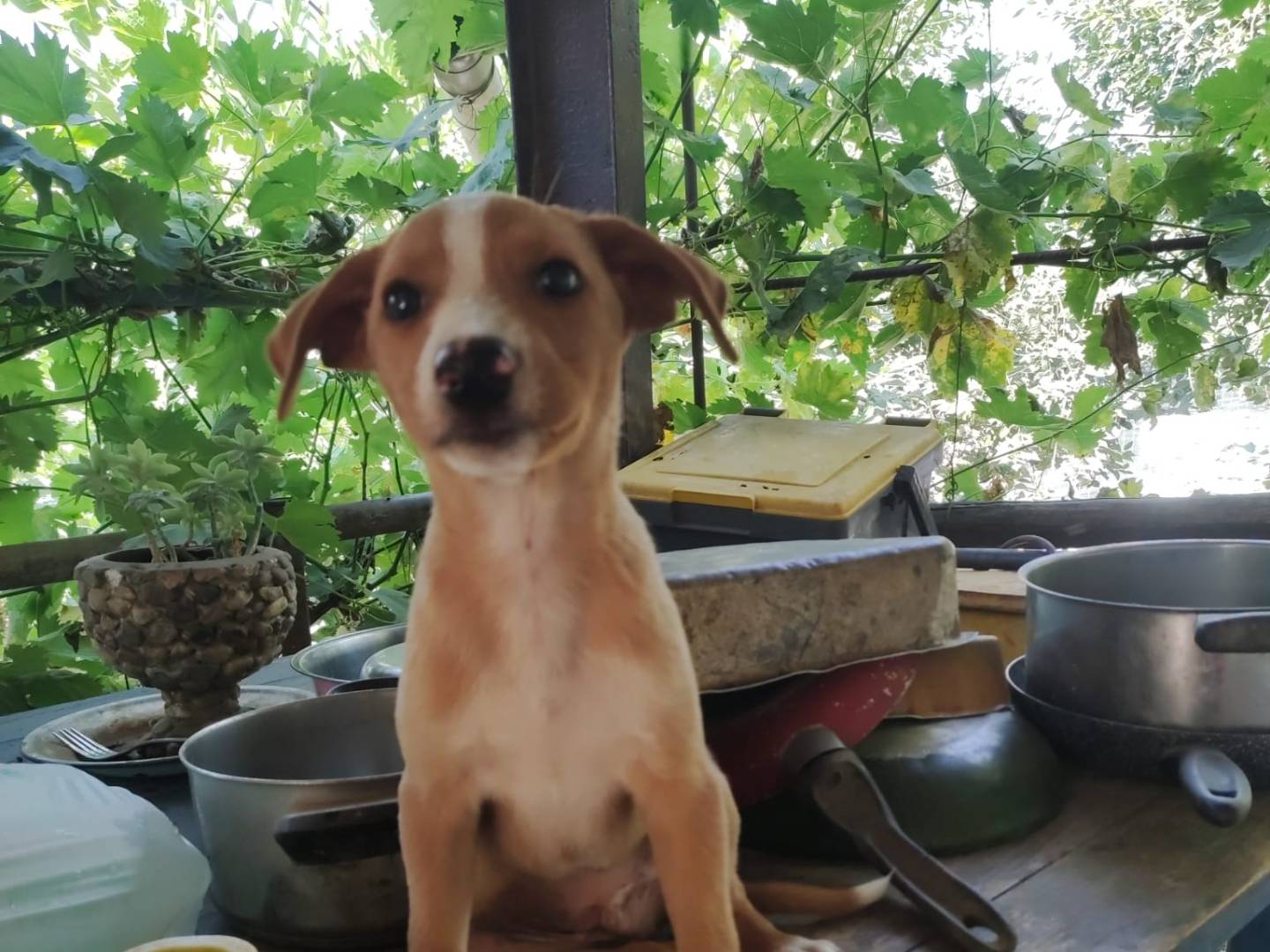 Vuoi adottare un cane a Potenza?