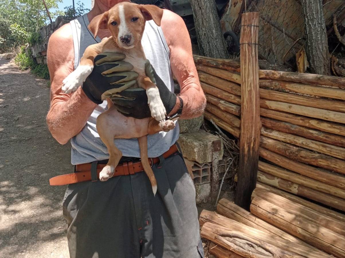 Adotta il cane Tacco a Potenza