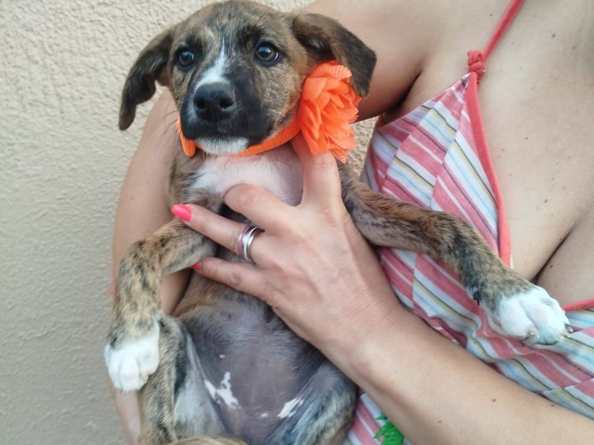Adotta un cane, femmina, 2 mesi, Frosinone