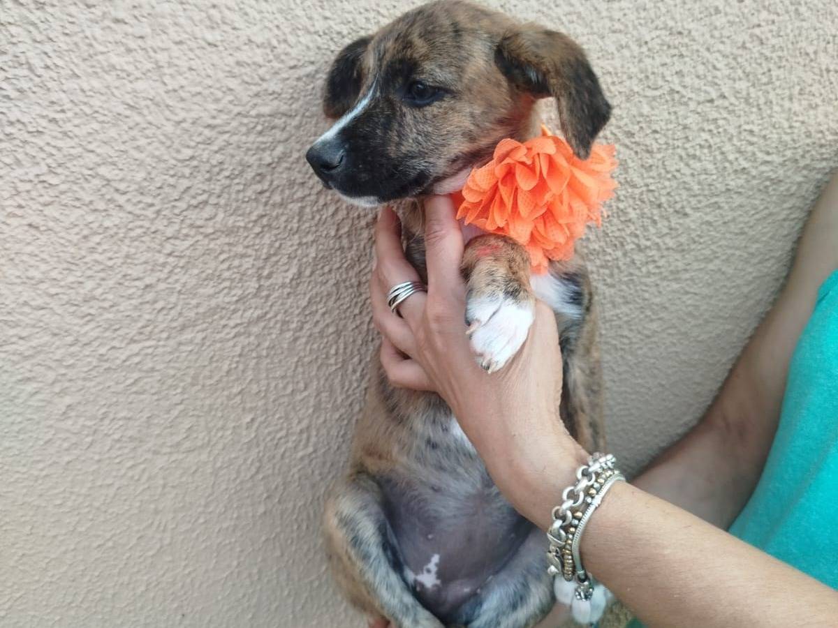 Adotta un cane, taglia media, femmina, Frosinone