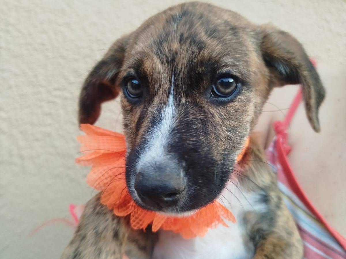 Adotta il cane LAMU a Frosinone