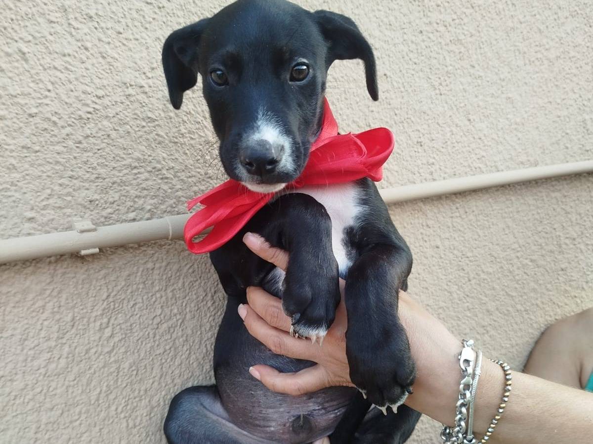 Adotta un cane, maschio, 2 mesi, Frosinone