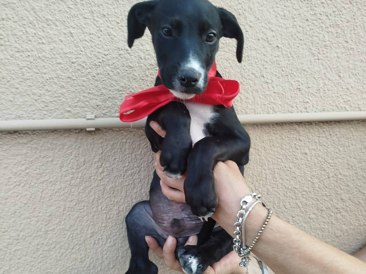 Adotta un cane, taglia media, maschio, Frosinone