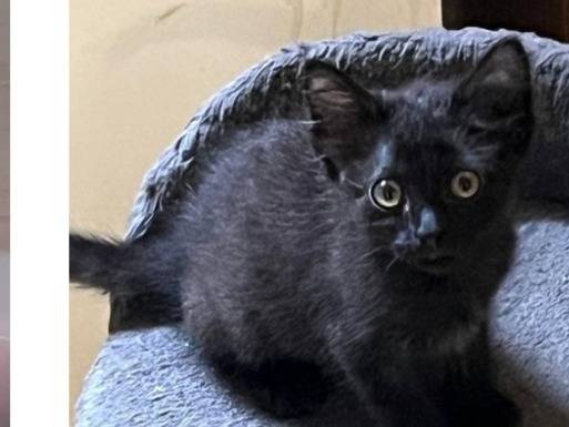 Adozione gatto, femmina, Razza sconosciuta Razza sconosciuta, 2 mesi, taglia non valida, Verona