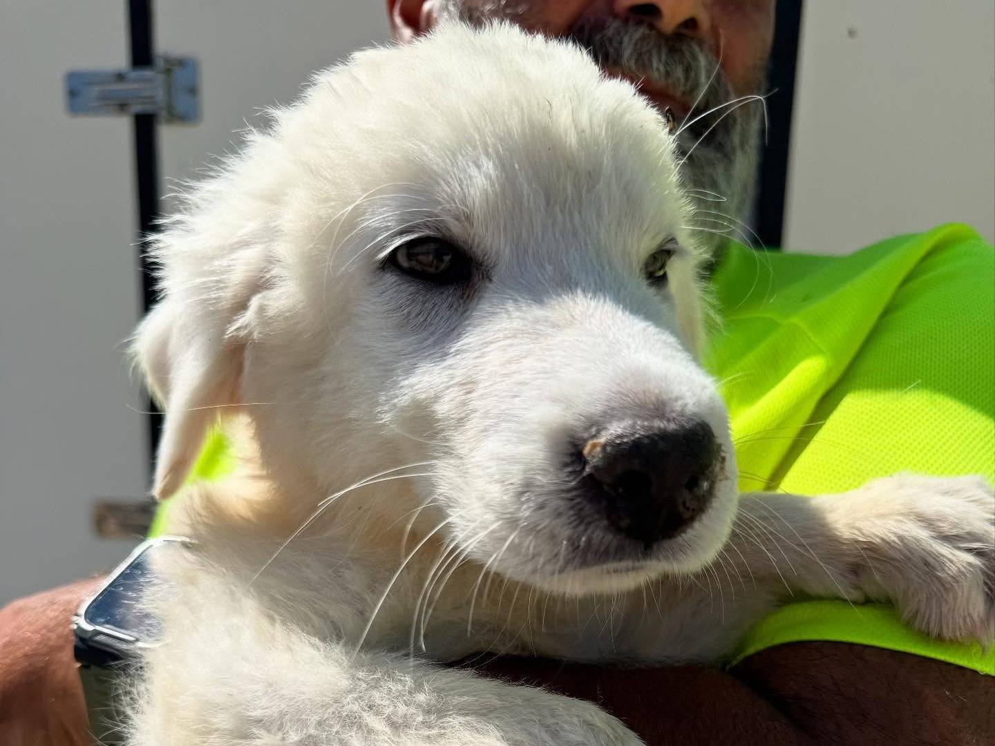 Vuoi adottare un cane a Matera?