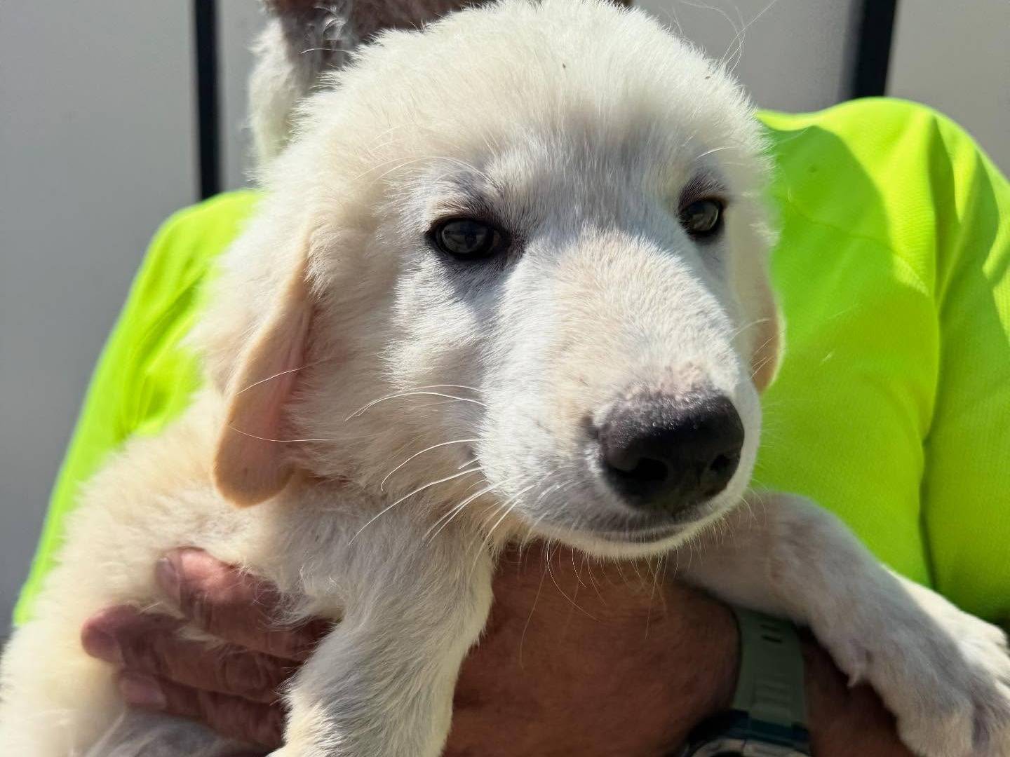 Adozione cane, maschio, Razza sconosciuta Razza sconosciuta, 2 mesi, taglia media, Matera