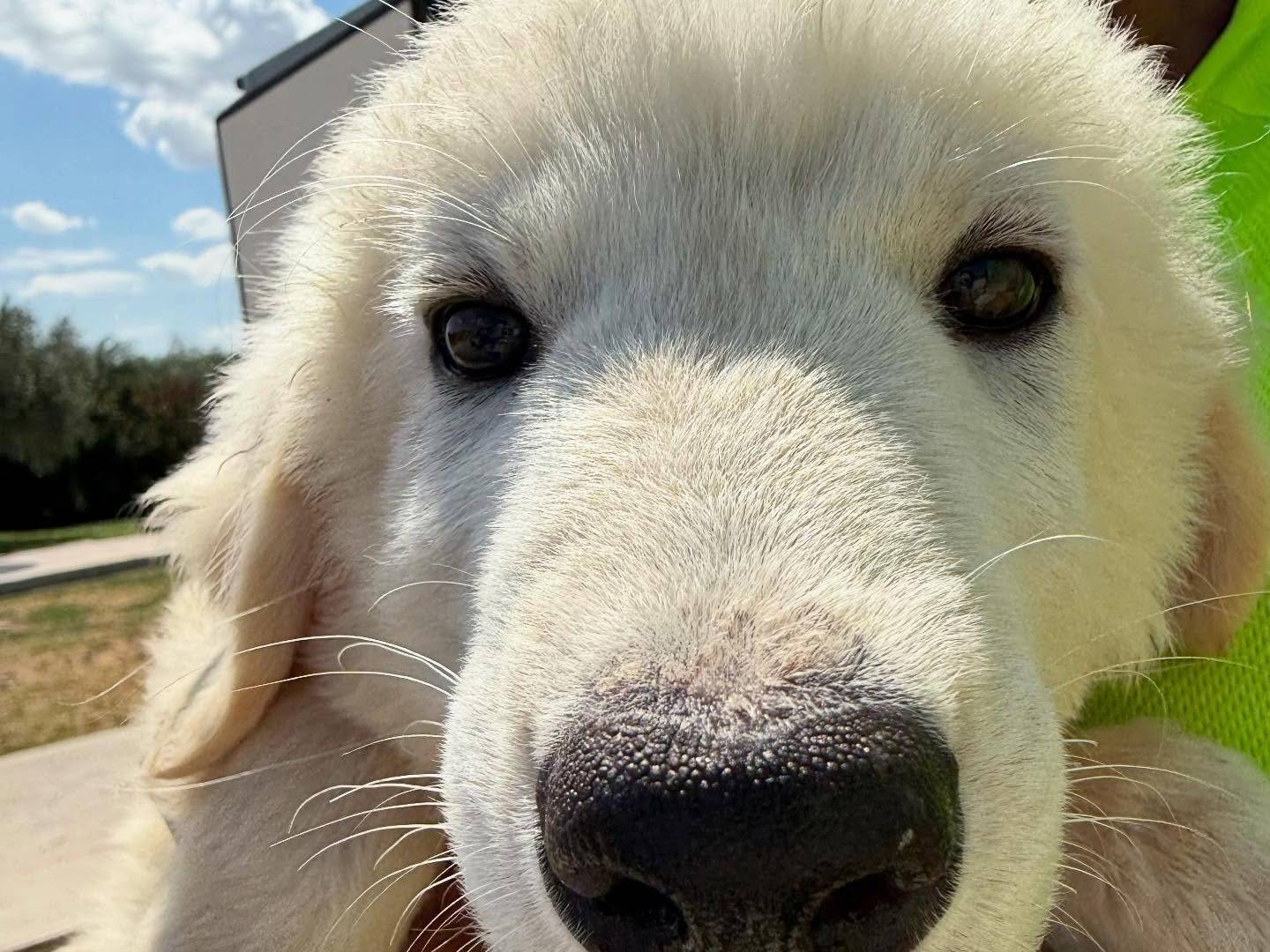 Adotta un cane, maschio, 2 mesi, Matera