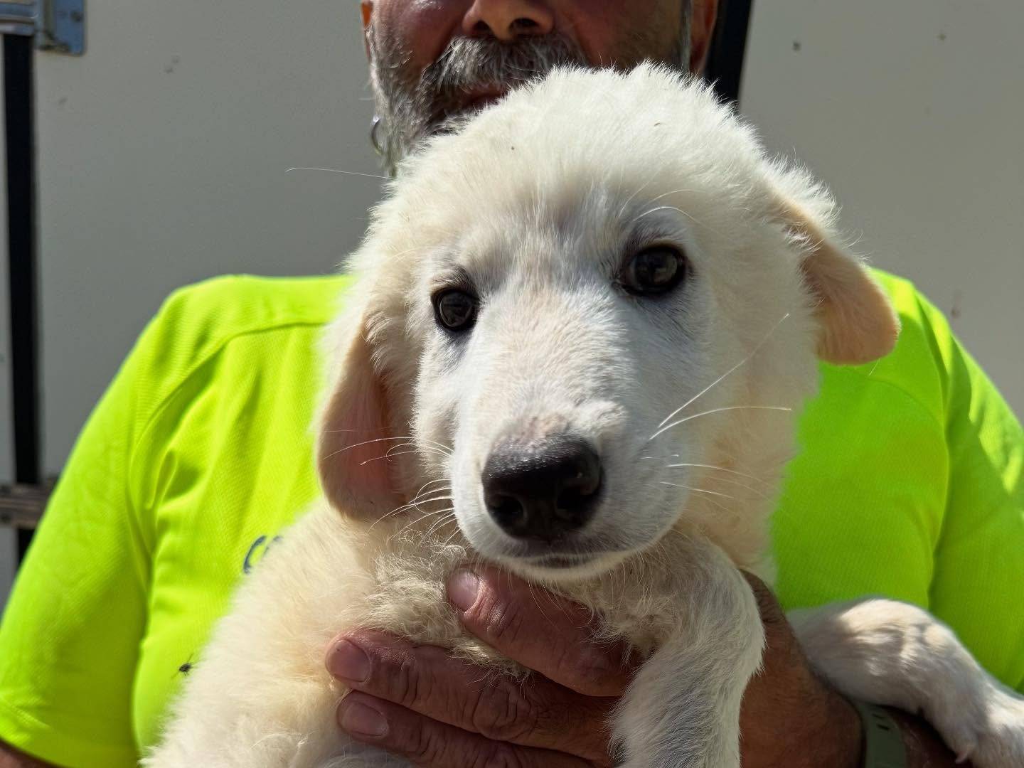 Adotta un cane, taglia media, maschio, Matera