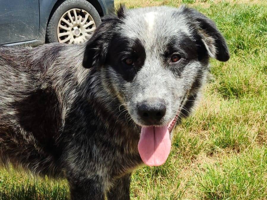 Adotta un cane, maschio, 1 anno e 6 mesi, Milano