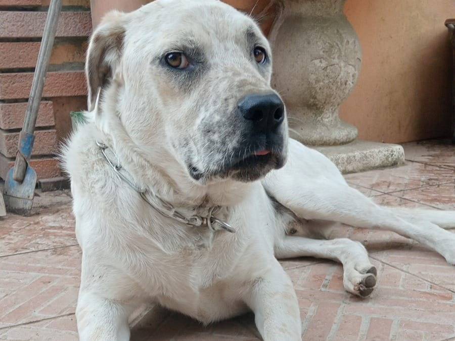 Adozione cane, maschio, Labrador Retriever Razza sconosciuta, 2 anni e 6 mesi, taglia grande, Varese