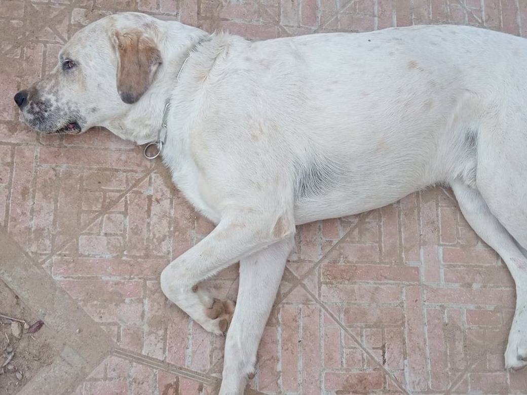 Adotta un cane, taglia grande, maschio, Varese