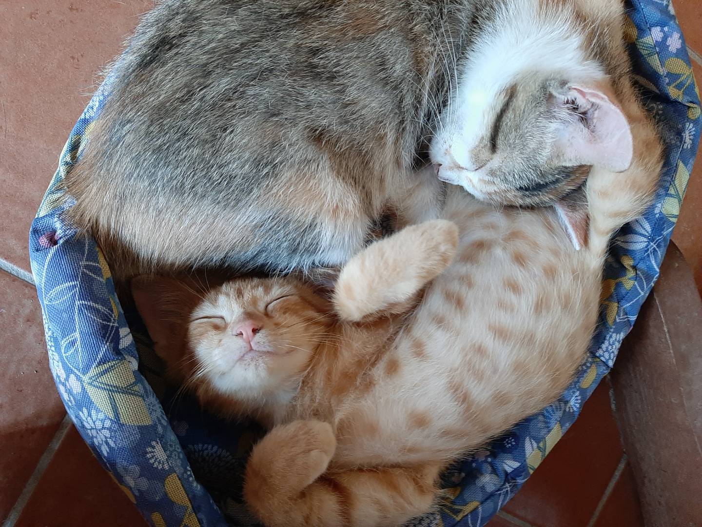 Vuoi adottare un gatto a Napoli?
